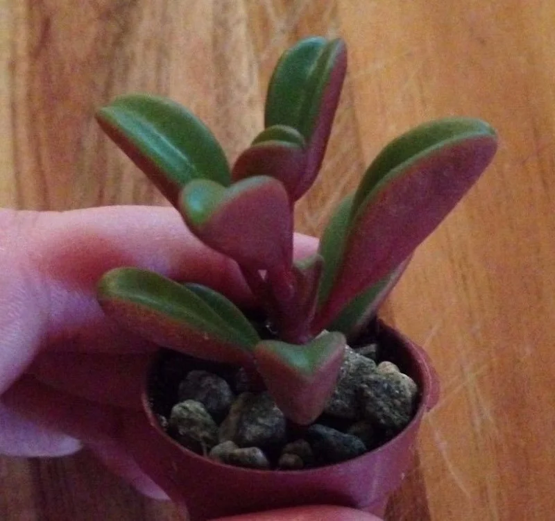 Peperomia Ruby Glow Live Plant - Peperomia Graveolens Succulent Houseplant Peperomia Ruby Glow Live Plant - Peperomia Graveolens Succulent Houseplant - Image 3