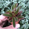 Peperomia Ruby Glow Live Plant - Peperomia Graveolens Succulent Houseplant Peperomia Ruby Glow Live Plant - Peperomia Graveolens Succulent Houseplant - Image 1