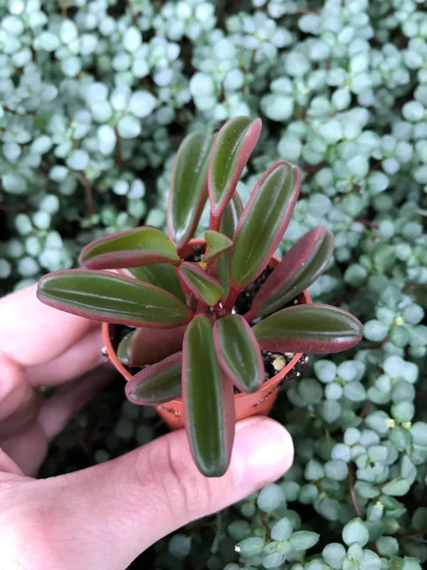 Peperomia Ruby Glow Live Plant - Peperomia Graveolens Succulent Houseplant - Image 1