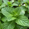 Peppermint Live Herb Plant – 3.5 Inch Pot – Fragrant & Edible – Outdoor Gardening - Image 1