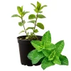 Peppermint Live Herb Plant - Fragrant Edible Leaves - 4 Inch Pot, 4-7 Inches Tall - Image 1