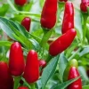 Pequin Pepper Live Plants - Mexican Chili Super Hot (3 Pack) - Vegetative Stage - Image 1