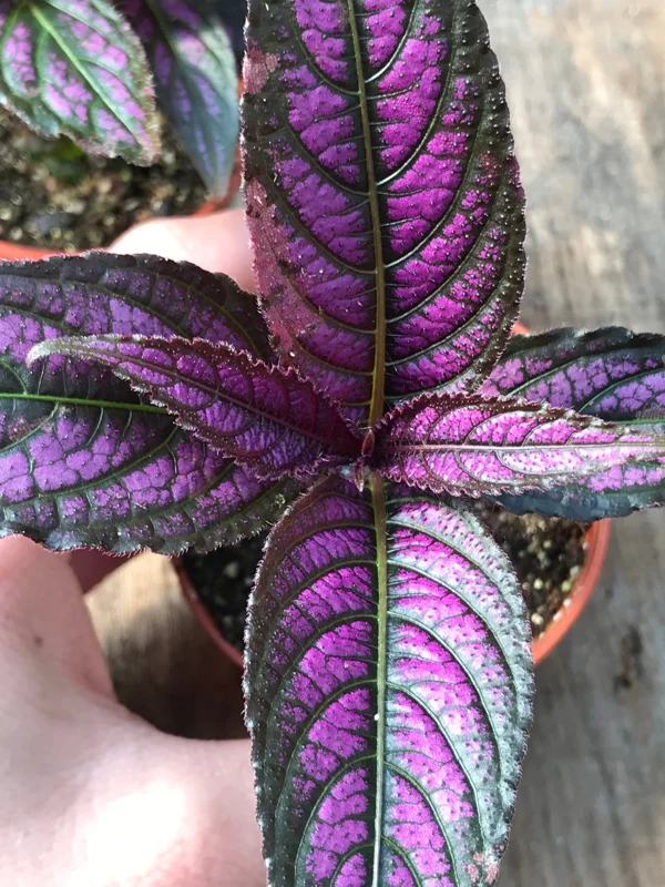 Persian Shield Live Plant – Strobilanthes Dyerianus – Indoor Foliage Plant - Image 2