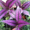 Persian Shield Live Plant – Strobilanthes Dyerianus – Indoor Foliage Plant Persian Shield Live Plant – Strobilanthes Dyerianus – Indoor Foliage Plant - Image 1