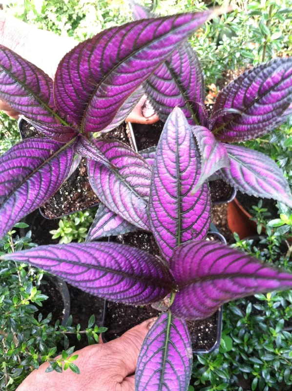 Persian Shield Live Plant – Strobilanthes Dyerianus – Indoor Foliage Plant - Image 1