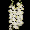 Phalaenopsis pulcherrima 'Mauna Kea Snow' Orchid Live Plant, 3" Pot - Image 1