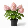 Phantom Hydrangea Tree Live Plant - Panicle Hydrangea, 2.5 Inch Pot, 3-5 Inches Tall, Pink & White - Image 1