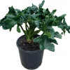 Philodendron Atom Live Plant - Compact Low Light Houseplant - Rooted in 3" Pot - Image 1