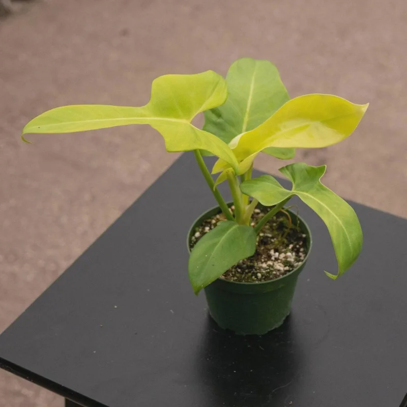 Philodendron Aurea Live Plant - 6 inch Pot - Indoor & Outdoor Tropical Houseplant Philodendron Aurea Live Plant - 6 inch Pot - Indoor & Outdoor Tropical Houseplant - Image 3