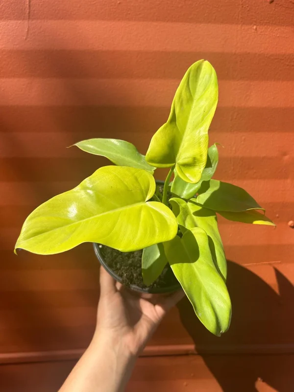 Philodendron Aurea Live Plant - 6 inch Pot - Indoor & Outdoor Tropical Houseplant Philodendron Aurea Live Plant - 6 inch Pot - Indoor & Outdoor Tropical Houseplant - Image 4