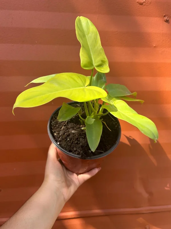 Philodendron Aurea Live Plant - 6 inch Pot - Indoor & Outdoor Tropical Houseplant Philodendron Aurea Live Plant - 6 inch Pot - Indoor & Outdoor Tropical Houseplant - Image 5