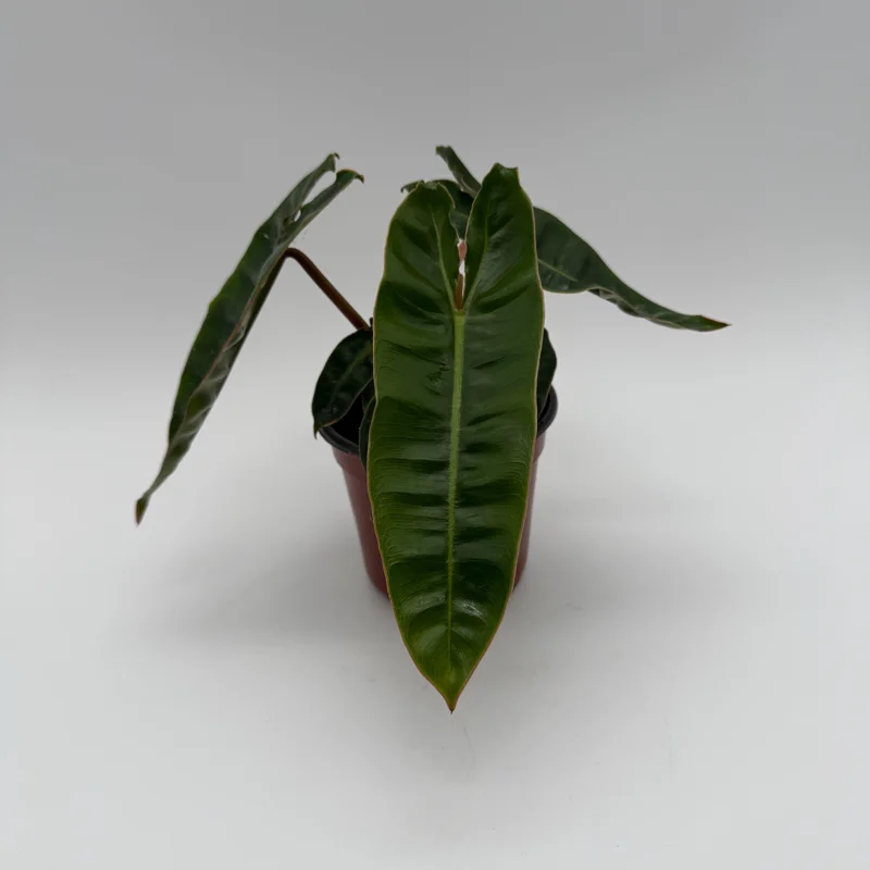 Philodendron Billietiae Live Plant – 4" Pot – Tropical Houseplant – Unique Leaves - Image 2