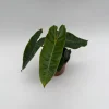 Philodendron Billietiae Live Plant – 4" Pot – Tropical Houseplant – Unique Leaves Philodendron Billietiae Live Plant – 4" Pot – Tropical Houseplant – Unique Leaves - Image 1