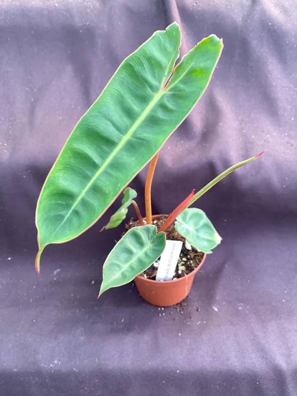 Philodendron billietiae Live Plant – Low Light Houseplant – Rooted Plant – 3 inch Pot Philodendron billietiae Live Plant – Low Light Houseplant – Rooted Plant – 3 inch Pot - Image 1