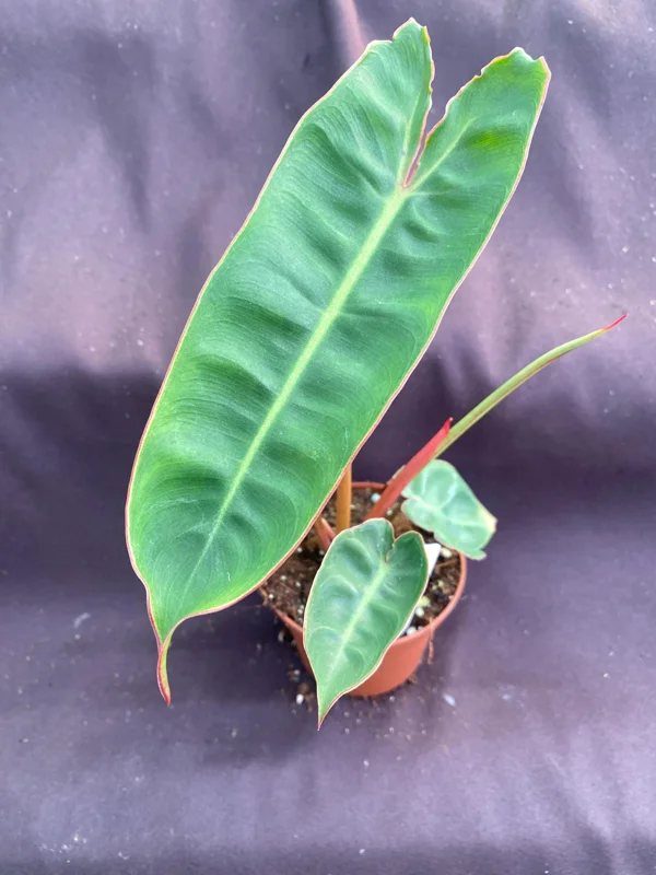 Philodendron billietiae Live Plant – Low Light Houseplant – Rooted Plant – 3 inch Pot Philodendron billietiae Live Plant – Low Light Houseplant – Rooted Plant – 3 inch Pot - Image 2