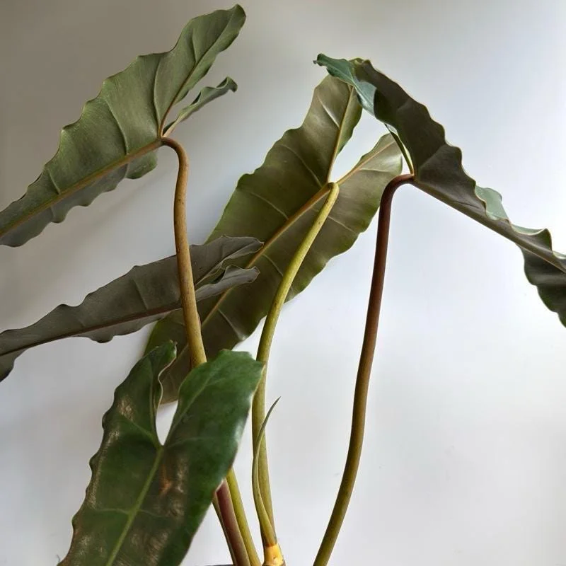 Philodendron Billietiae x Atabapoense Hybrid Live Plant 6 inch Pot Philodendron Billietiae x Atabapoense Hybrid Live Plant 6 inch Pot - Image 2