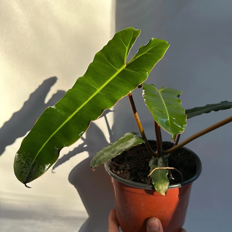 Philodendron Billietiae x Atabapoense Hybrid Live Plant 6 inch Pot Philodendron Billietiae x Atabapoense Hybrid Live Plant 6 inch Pot - Image 3