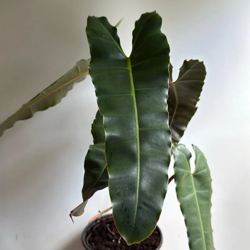 Philodendron Billietiae x Atabapoense Hybrid Live Plant 6 inch Pot Philodendron Billietiae x Atabapoense Hybrid Live Plant 6 inch Pot - Image 1