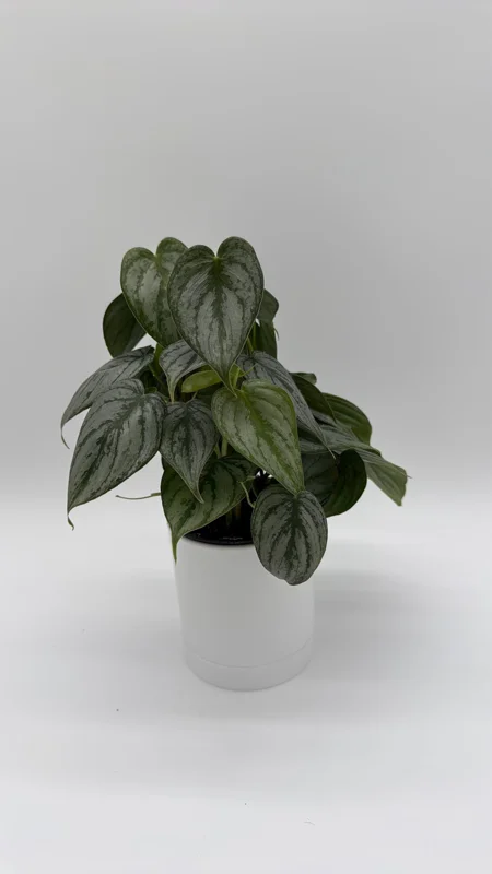 Philodendron Brandi Live Plant 4 inch Pot - Indoor Houseplant - Image 2