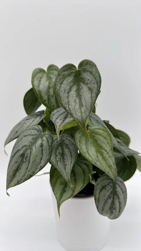 Philodendron Brandi Live Plant 4 inch Pot - Indoor Houseplant - Image 1