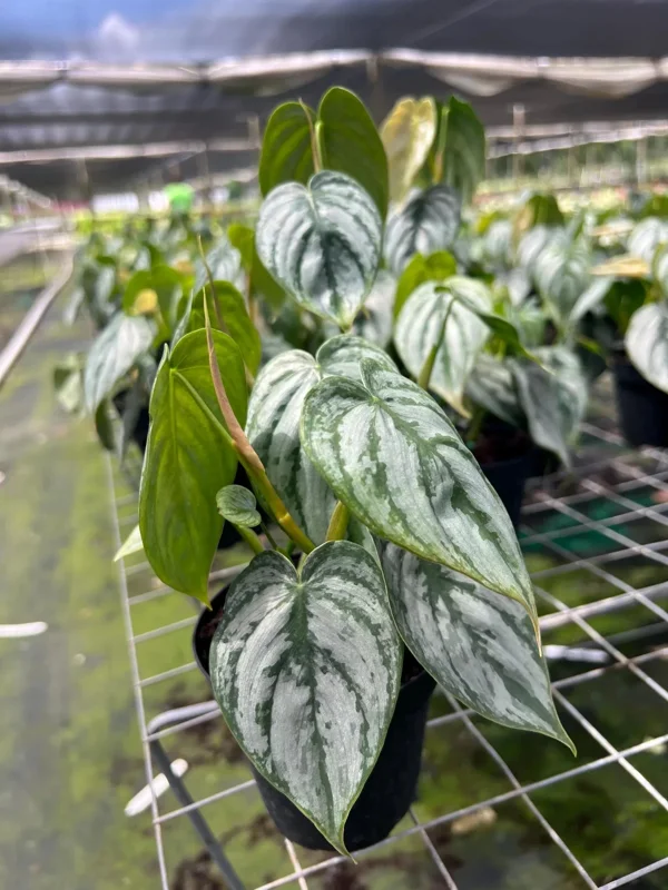 Philodendron Brandtianum Silver Shield Live Plant – Tropical Houseplant – 4 inch Pot - Image 2