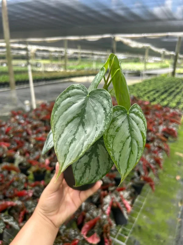 Philodendron Brandtianum Silver Shield Live Plant – Tropical Houseplant – 4 inch Pot Philodendron Brandtianum Silver Shield Live Plant – Tropical Houseplant – 4 inch Pot - Image 3