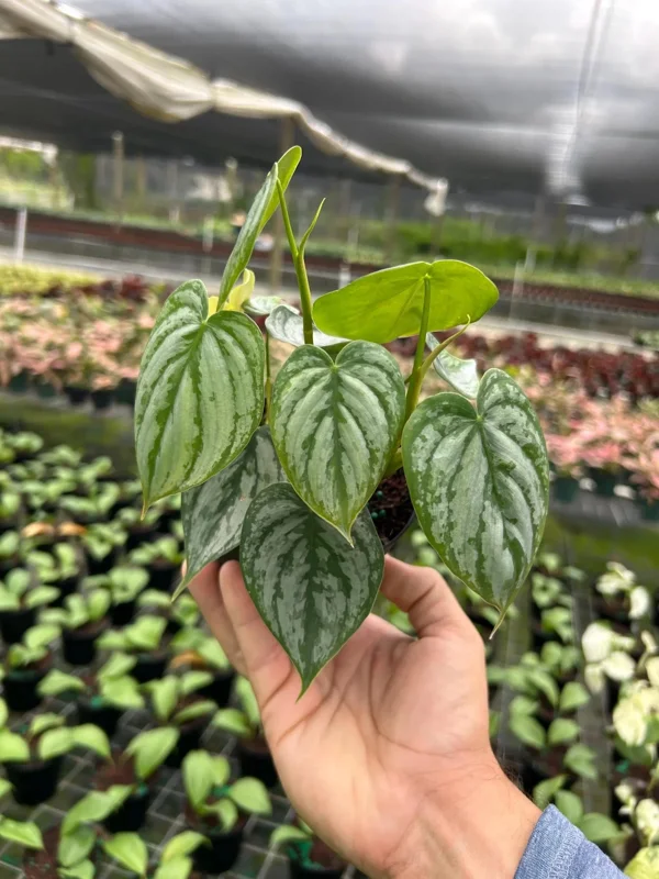 Philodendron Brandtianum Silver Shield Live Plant – Tropical Houseplant – 4 inch Pot - Image 1