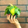 Philodendron Brasil Live Plant – 4 inch Pot Trailing Houseplant Vine Indoor Philodendron Brasil Live Plant – 4 inch Pot Trailing Houseplant Vine Indoor - Image 1