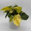 Philodendron Brasil Live Plant – 6" Pot – Vibrant Green Variegated Leaves – Indoor Houseplant Philodendron Brasil Live Plant – 6" Pot – Vibrant Green Variegated Leaves – Indoor Houseplant - Image 1