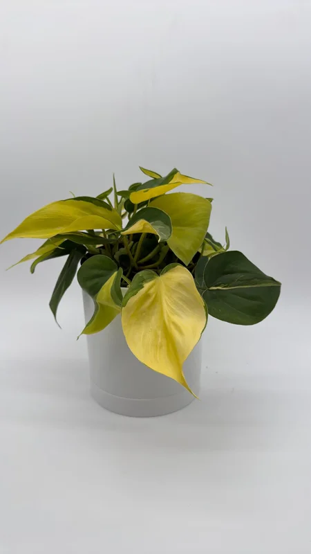 Philodendron Brasil Live Plant – 6" Pot – Vibrant Green Variegated Leaves – Indoor Houseplant Philodendron Brasil Live Plant – 6" Pot – Vibrant Green Variegated Leaves – Indoor Houseplant - Image 3