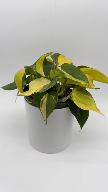 Philodendron Brasil Live Plant – 6" Pot – Vibrant Green Variegated Leaves – Indoor Houseplant Philodendron Brasil Live Plant – 6" Pot – Vibrant Green Variegated Leaves – Indoor Houseplant - Image 4