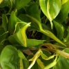Philodendron Cordatum Heartleaf Live Plant - Indoor Vining Pothos Philodendron Cordatum Heartleaf Live Plant - Indoor Vining Pothos - Image 1
