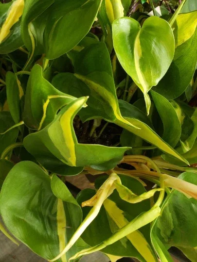 Philodendron Cordatum Heartleaf Live Plant - Indoor Vining Pothos - Image 1