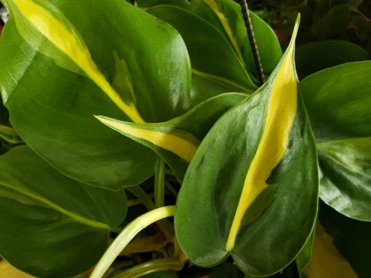 Philodendron Cordatum Heartleaf Live Plant - Indoor Vining Pothos - Image 2