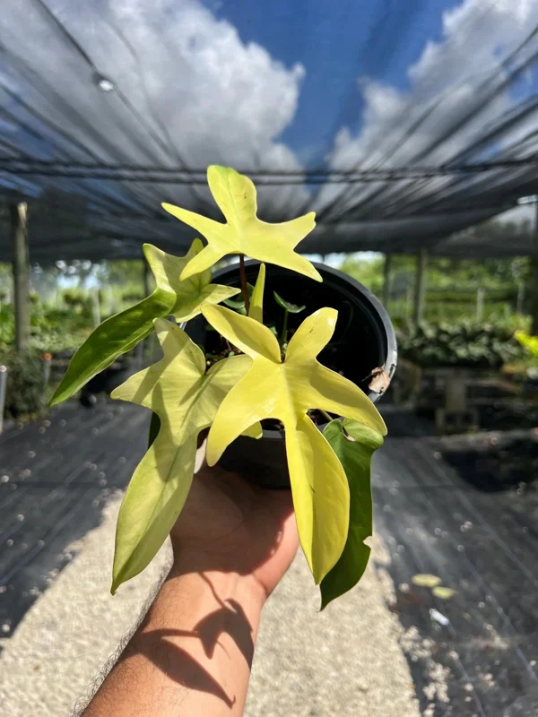 Philodendron Florida Ghost Live Plant - 6 inch Pot - Tropical Houseplant - Image 2