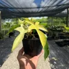 Philodendron Florida Ghost Live Plant - 6 inch Pot - Tropical Houseplant Philodendron Florida Ghost Live Plant - 6 inch Pot - Tropical Houseplant - Image 1