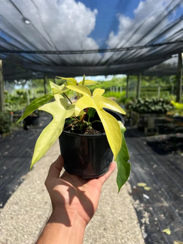 Philodendron Florida Ghost Live Plant - 6 inch Pot - Tropical Houseplant - Image 1