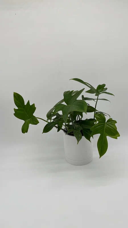 Philodendron Florida Green Live Plant – Tropical Houseplant – Vibrant Foliage - Image 2