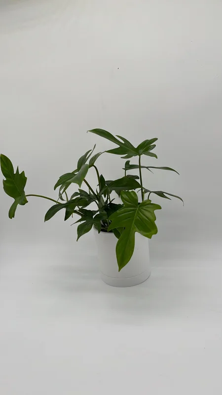 Philodendron Florida Green Live Plant – Tropical Houseplant – Vibrant Foliage Philodendron Florida Green Live Plant – Tropical Houseplant – Vibrant Foliage - Image 3