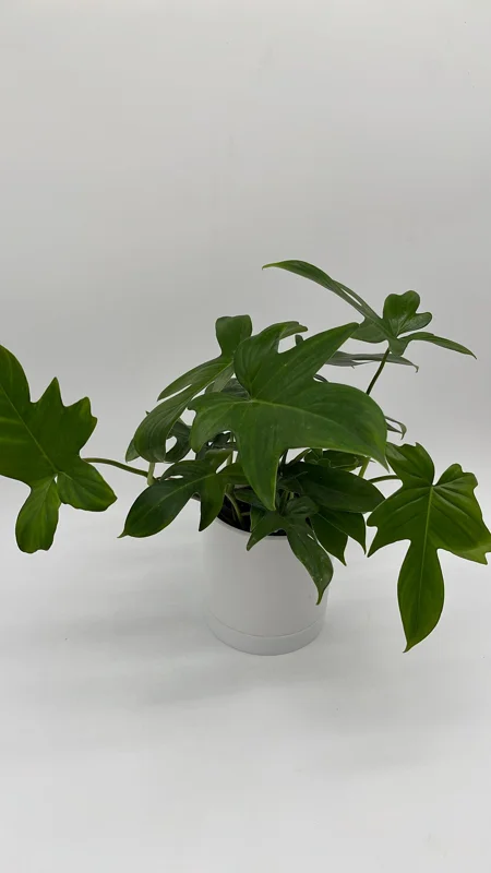 Philodendron Florida Green Live Plant – Tropical Houseplant – Vibrant Foliage Philodendron Florida Green Live Plant – Tropical Houseplant – Vibrant Foliage - Image 4