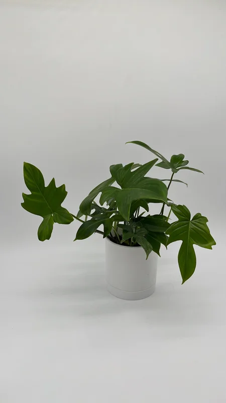 Philodendron Florida Green Live Plant – Tropical Houseplant – Vibrant Foliage Philodendron Florida Green Live Plant – Tropical Houseplant – Vibrant Foliage - Image 5