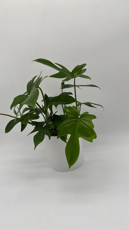 Philodendron Florida Green Live Plant – Tropical Houseplant – Vibrant Foliage Philodendron Florida Green Live Plant – Tropical Houseplant – Vibrant Foliage - Image 6
