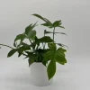 Philodendron Florida Green Live Plant – Tropical Houseplant – Vibrant Foliage Philodendron Florida Green Live Plant – Tropical Houseplant – Vibrant Foliage - Image 1
