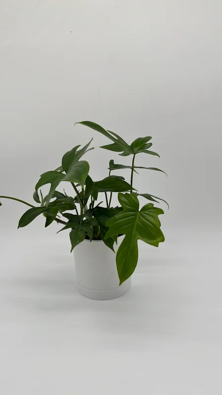 Philodendron Florida Green Live Plant – Tropical Houseplant – Vibrant Foliage - Image 1