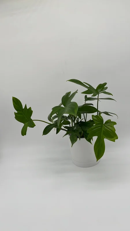 Philodendron Florida Green Live Plant – Tropical Houseplant – Vibrant Foliage Philodendron Florida Green Live Plant – Tropical Houseplant – Vibrant Foliage - Image 7