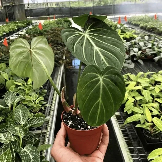 Philodendron Gloriosum Live Plant – Tropical Houseplant – Easy Care – 6" Pot Philodendron Gloriosum Live Plant – Tropical Houseplant – Easy Care – 6" Pot - Image 3