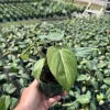 Philodendron Gloriosum Live Plant – Tropical Houseplant – Easy Care – 6" Pot Philodendron Gloriosum Live Plant – Tropical Houseplant – Easy Care – 6" Pot - Image 1