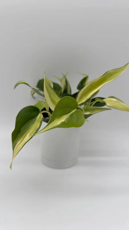 Philodendron Hederaceum 'Rio' – 4" Pot Variegated Live Plant – Indoor - Image 2