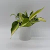 Philodendron Hederaceum 'Rio' – 4" Pot Variegated Live Plant – Indoor - Image 1