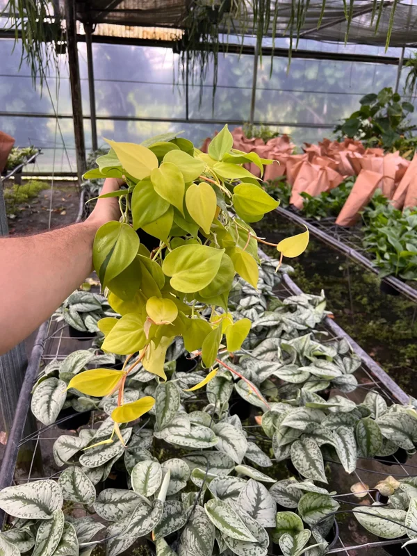 Philodendron Lemon Lime Cordatum Live Plant – 6" Pot – Vibrant Vining Houseplant - Image 1
